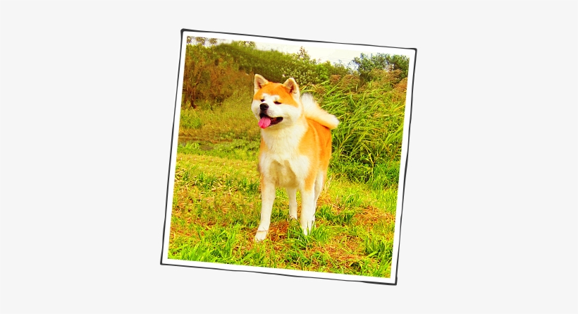 秋田犬会館 - Hokkaido, transparent png #4133658