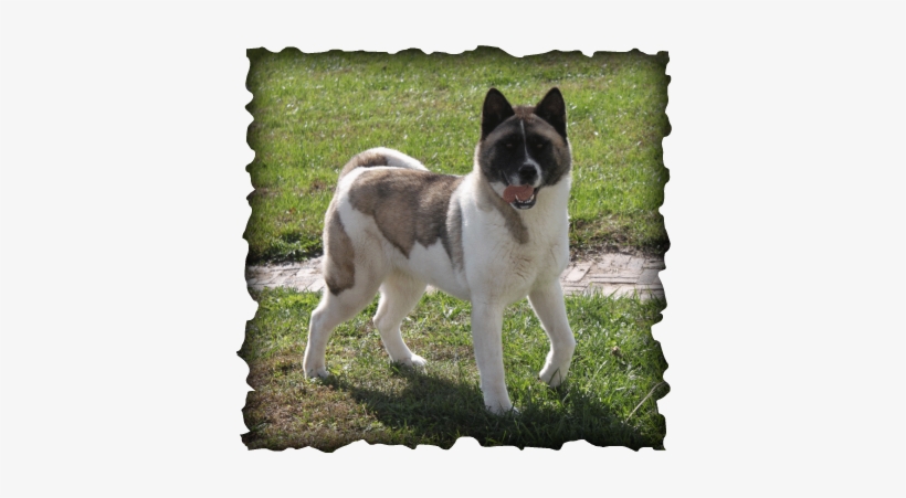 We Are Pleased To Introduce Our American Akita Rhea - Mackenzie River Husky, transparent png #4133684