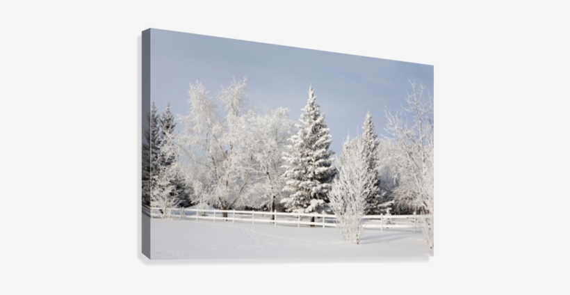 Trees Covered With Snow And Frost - Posterazzi Trees Covered With Snow And Frost Calgary, transparent png #4133896