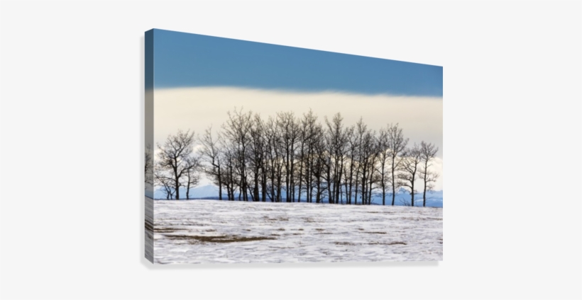 A Row Of Trees In A Snow Covered Field With A Bank - Calgary, transparent png #4133977
