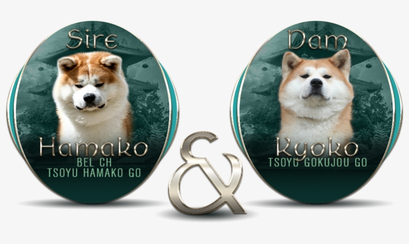 Seijitsu Japanese Akita Inu Litters - Dog, transparent png #4134071