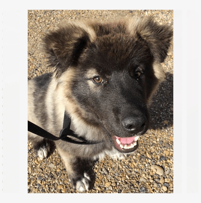 Meet Argo He Is A 4-5 Month Old Large Breed Puppy - Companion Dog, transparent png #4134113