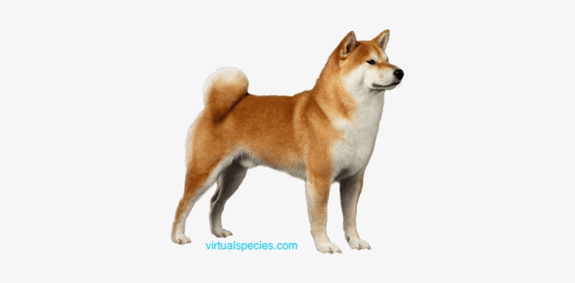Akita On Virtualspecies - Shiba Inu Breed, transparent png #4134136