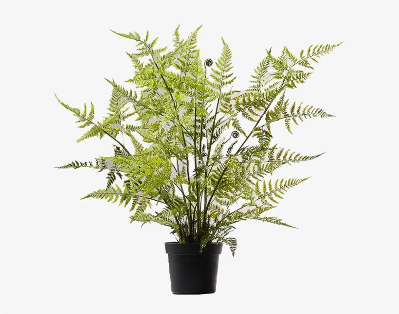 Potted Tree Fern, transparent png #4136216