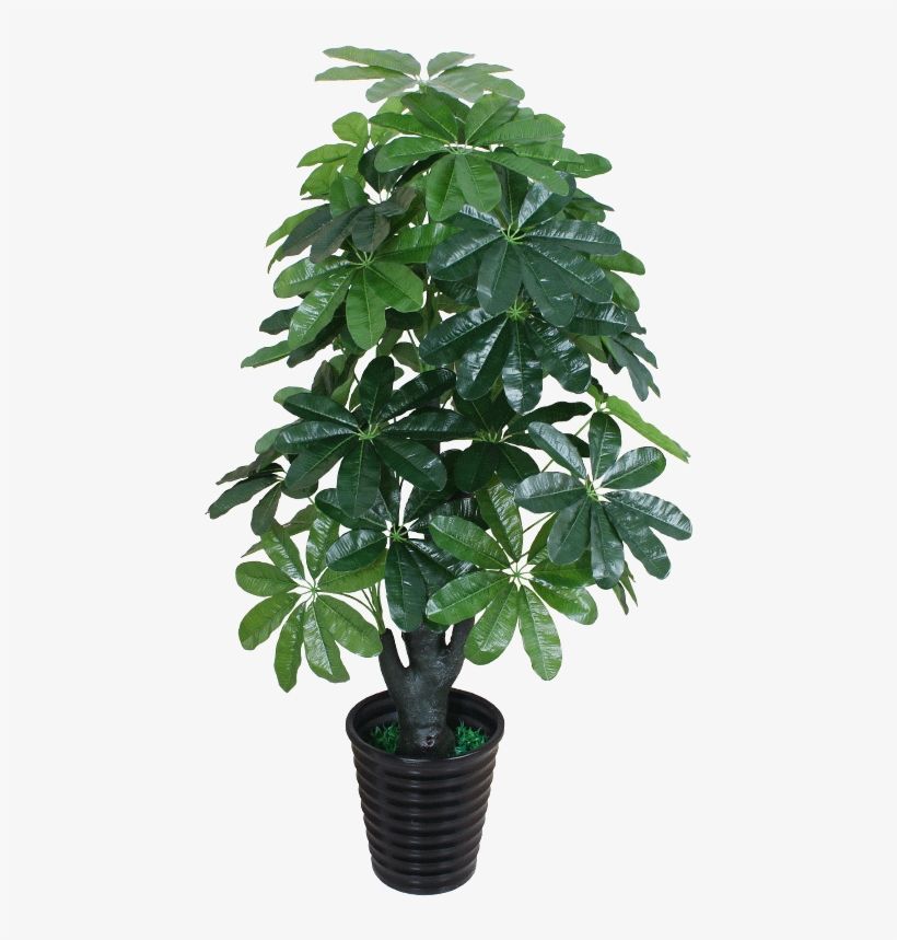 Cargo No - - Fcs012180 - Tree, transparent png #4136266