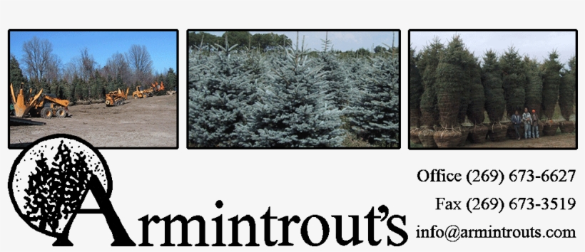 Coniferous Evergreen Tree Farm In Michigan Midwest - Michigan, transparent png #4136572