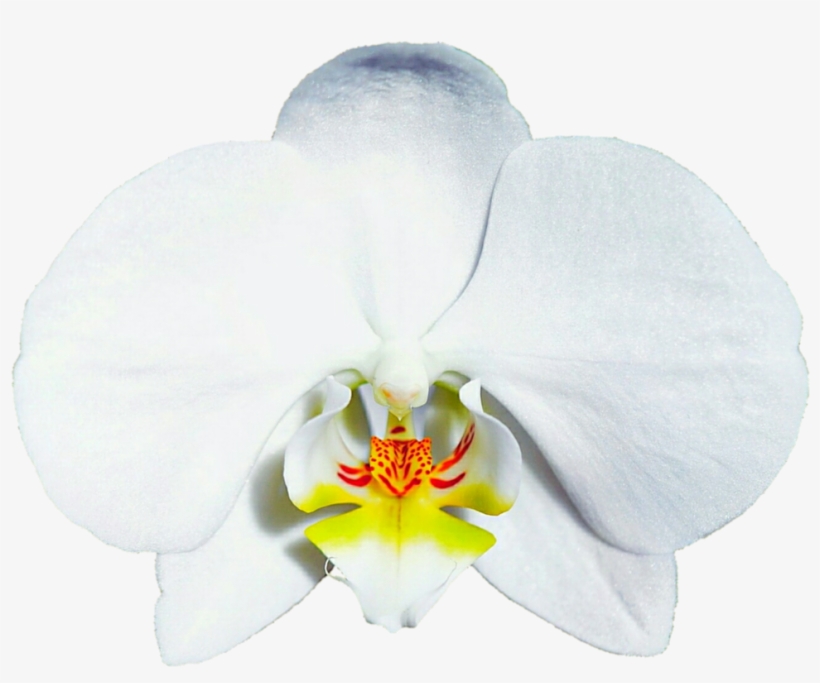 Orchids, transparent png #4136601