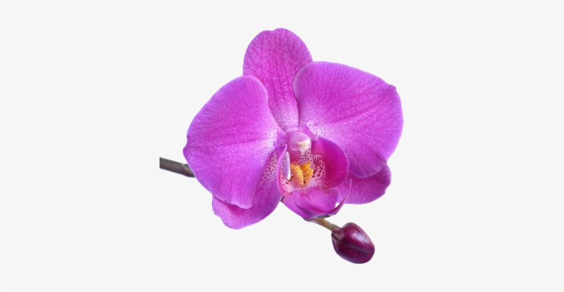 Traditional Thai Royal Massage - Turpial Venezolano El Turpial, transparent png #4136654