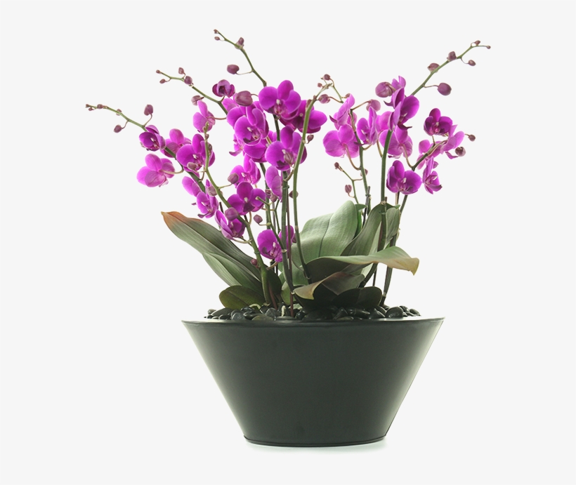 Send More Than Just Flowerssend Beverly Hills Orchids - Orchids, transparent png #4136782