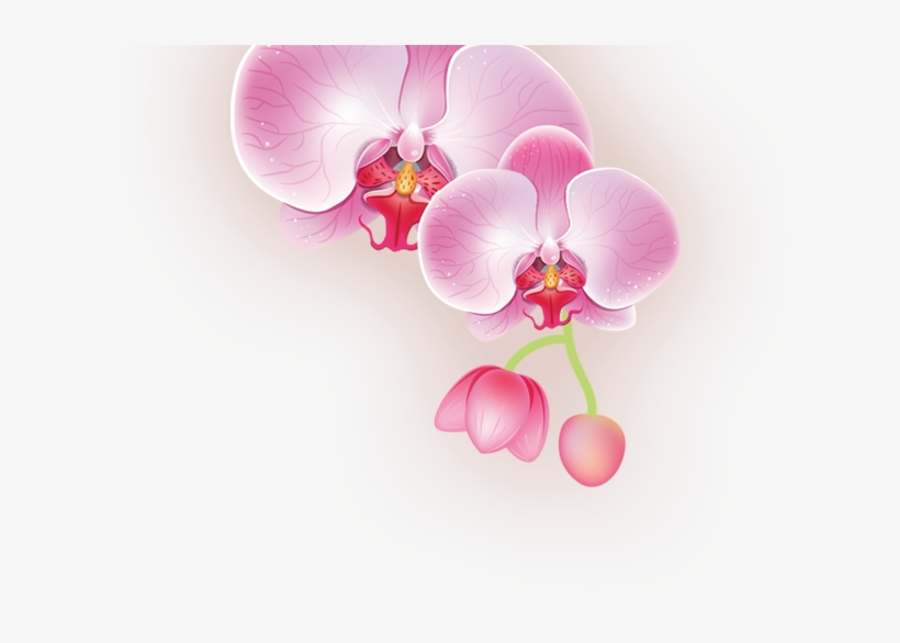 Wandsticker Wellness Spa, Orchideen Graz Design, transparent png #4136872