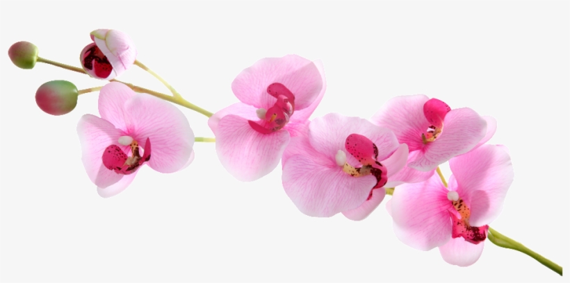 Butterfly Orchid Floating Element - Orchids, transparent png #4136895
