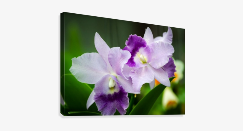 Purple Orchid Flower Canvas Print - Printing, transparent png #4136926