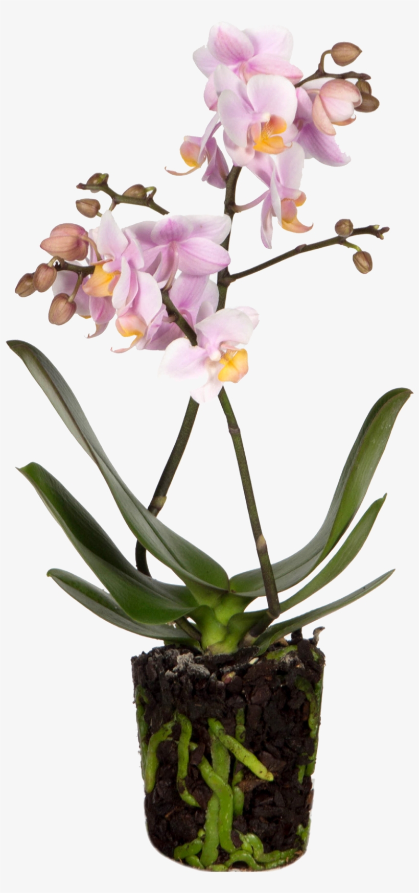 Orchid Andora - Andorra, transparent png #4136983
