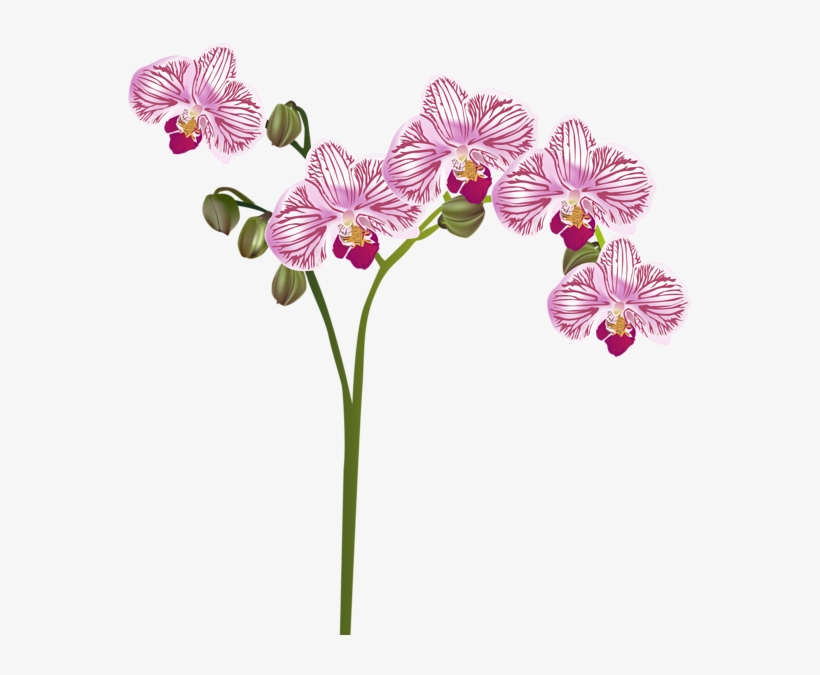 «orchids Png - Transparent Background Transparent Orchid, transparent png #4137174