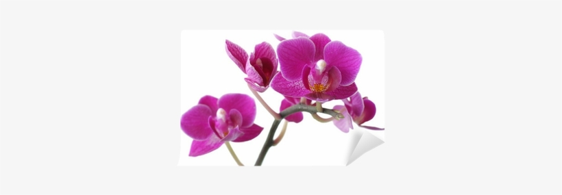 - 871059 Metropolis Orchid Sancar Medium Gray/purple/teal, transparent png #4137195