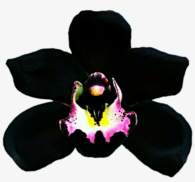 Clipart Resolution 1024*921 - Black Orchid Flower Png, transparent png #4137244