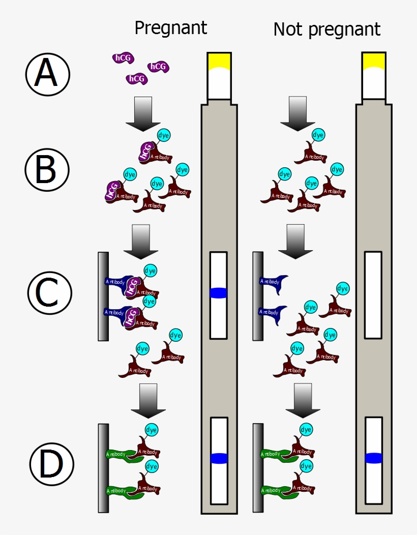 Pregnancy Testing Monoclonal Antibodies, transparent png #4137332