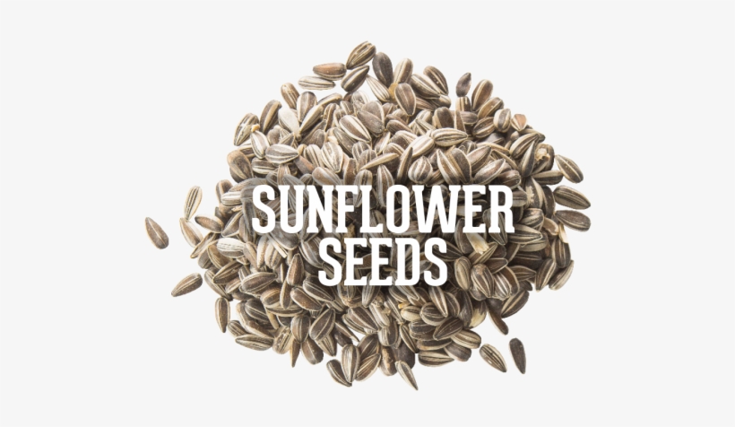 1197979373 - Sunflower Seed, transparent png #4137553