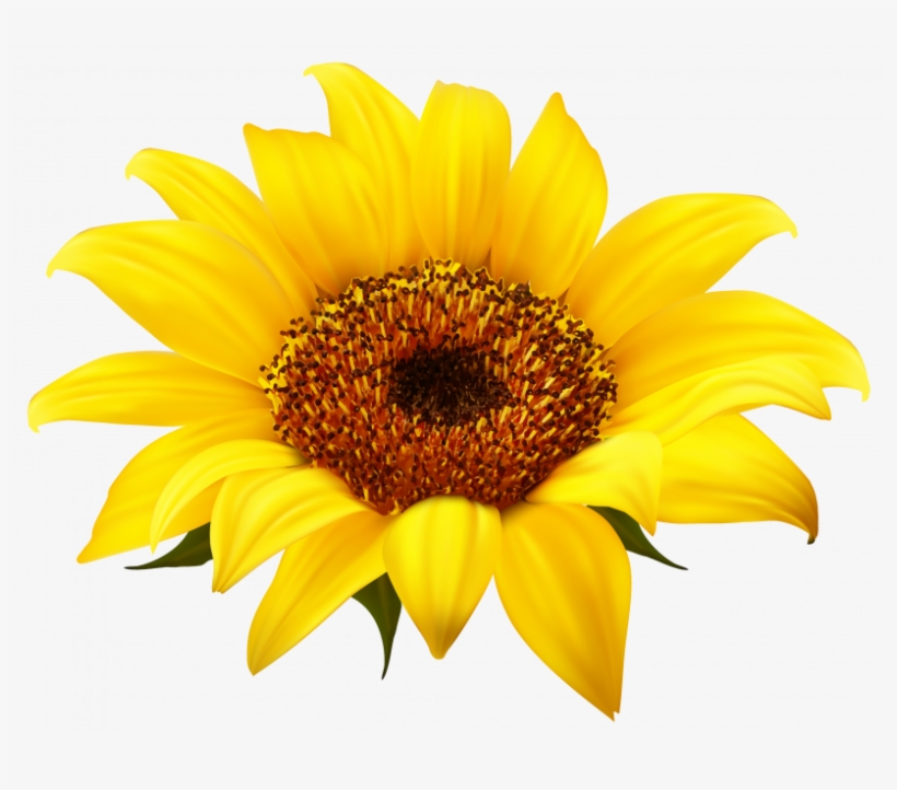 Sunflower Clipart Png Image High Quality - Transparent Background Sunflower Png, transparent png #4137602