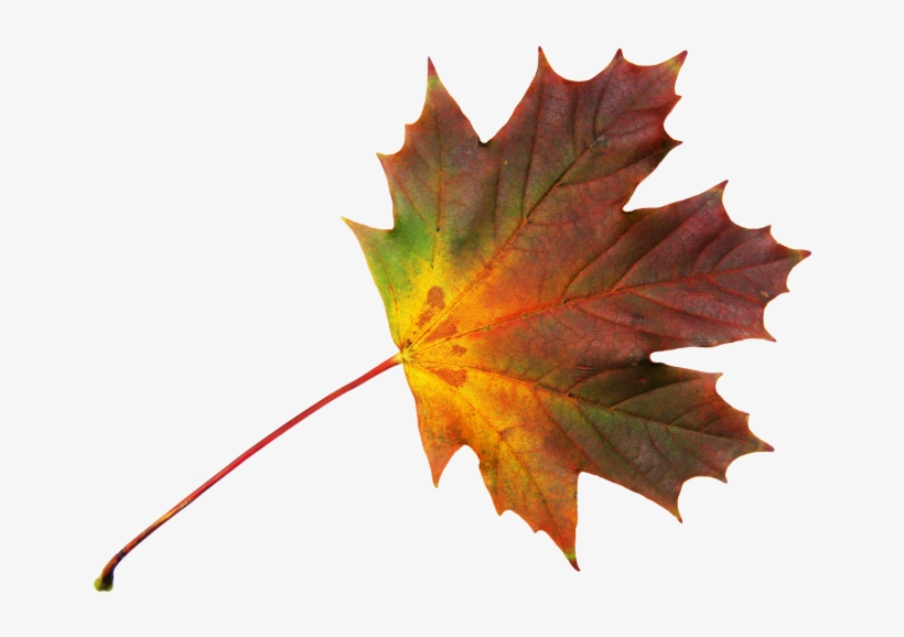 Dry Leaf - Leaf, transparent png #4138439