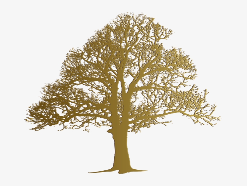 Argan Tree - Argan Tree Logo Png, transparent png #4138572