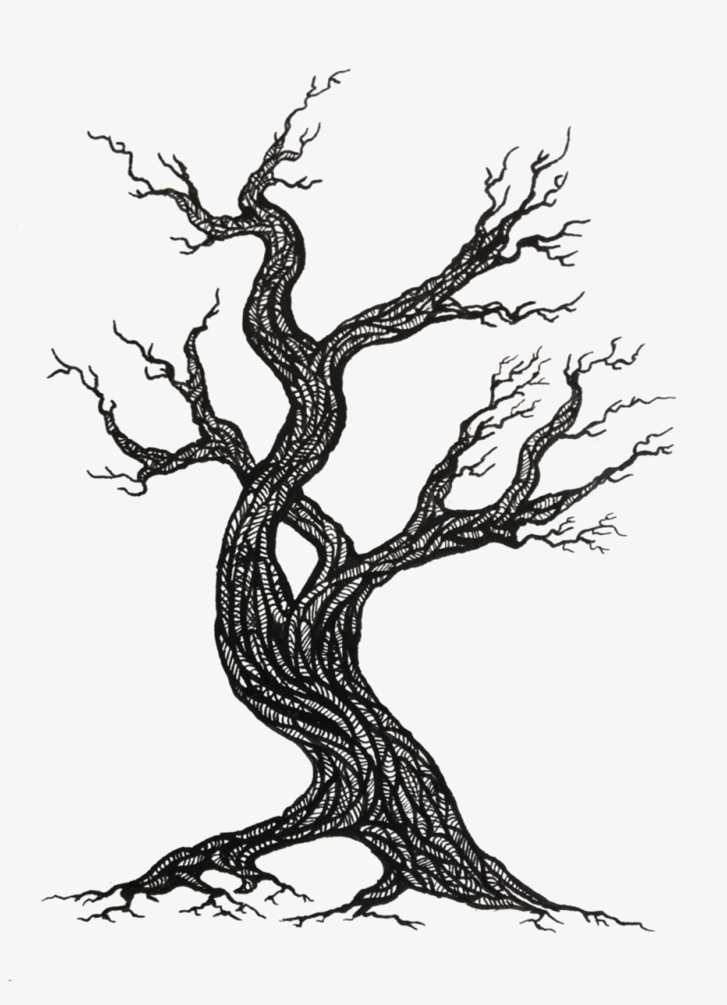 Tree - Phyllomedusa Bicolor, transparent png #4138663