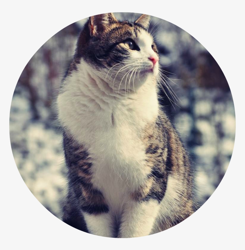 Ranking 2 - Wallpaper, transparent png #4140805