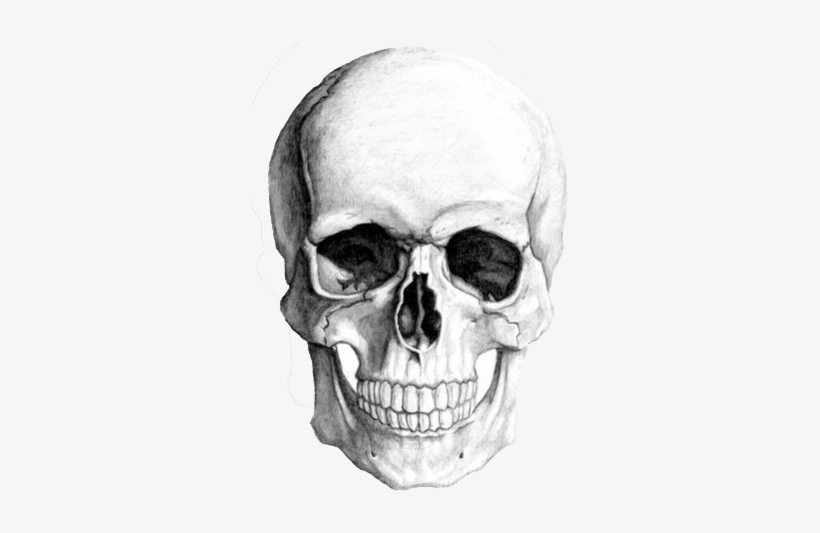 Skull Sketch, transparent png #4143234