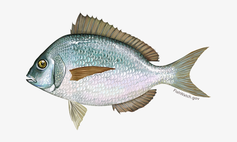 Scup - Scup Fish, transparent png #4144602