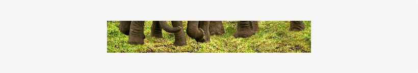 Some Animals Live In More Than One Biome - Grass, transparent png #4147482