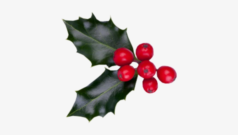 Christmas Berries Psd - Christmas Berries, transparent png #4147761