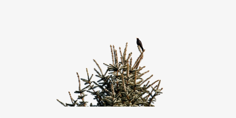 Blackbird, transparent png #4147826