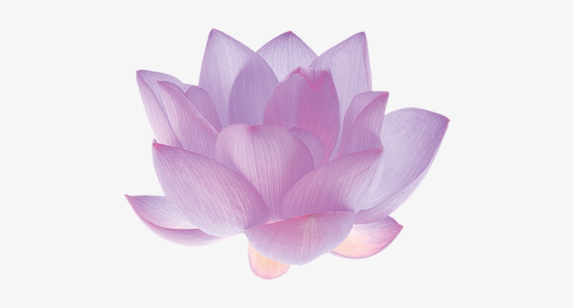 Fir Branch Png - Pink Lotus Flower White Background, transparent png #4147898