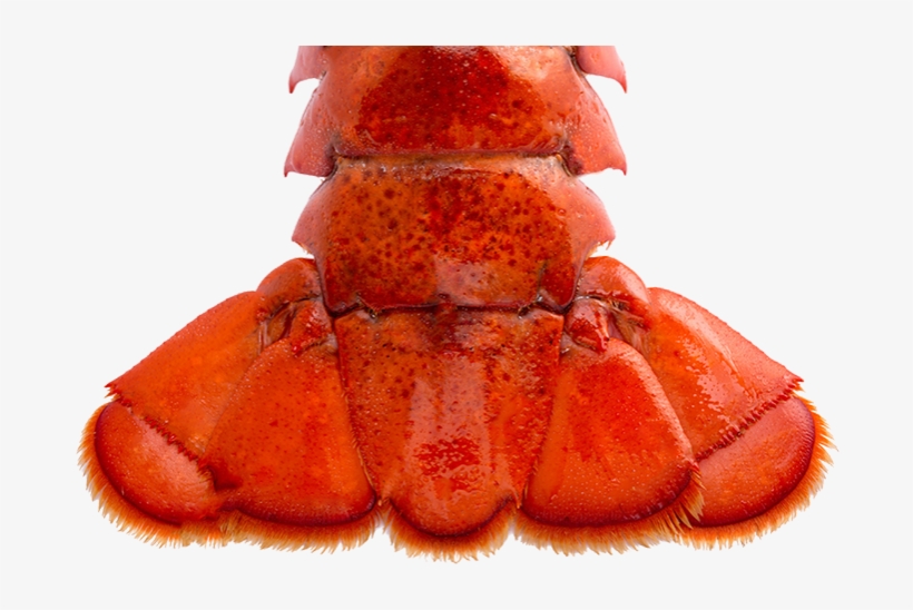 Lobster Tail - Lobstah Tales, transparent png #4148022