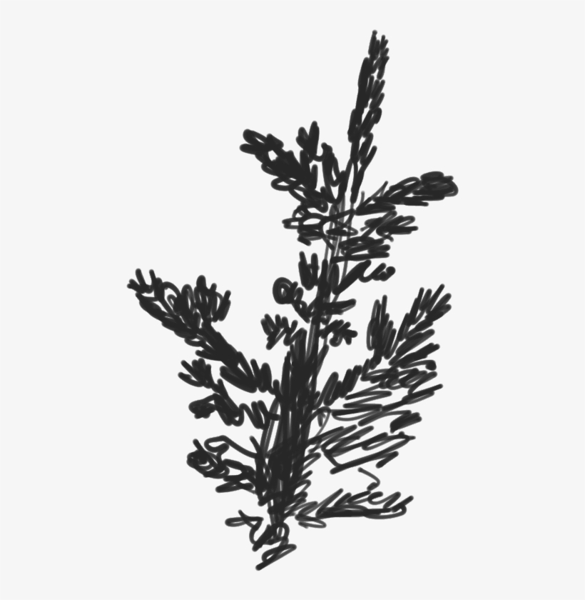 Scketch Of A Fraser Fir Branch - Fraser Fir, transparent png #4148024