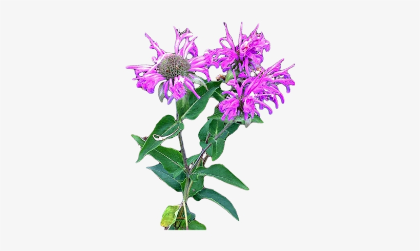 Wild Bergamot - Monarda Fistulosa - Bergamot Flower Png, transparent png #4148122