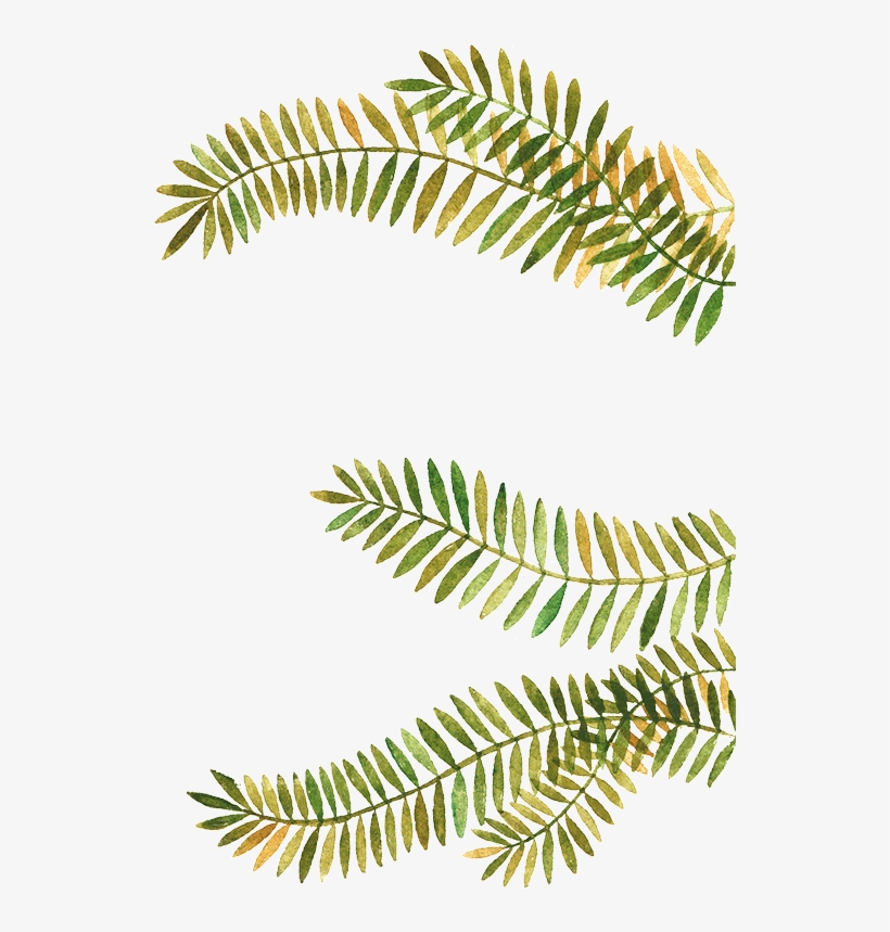 Fir Branch Png, transparent png #4148192