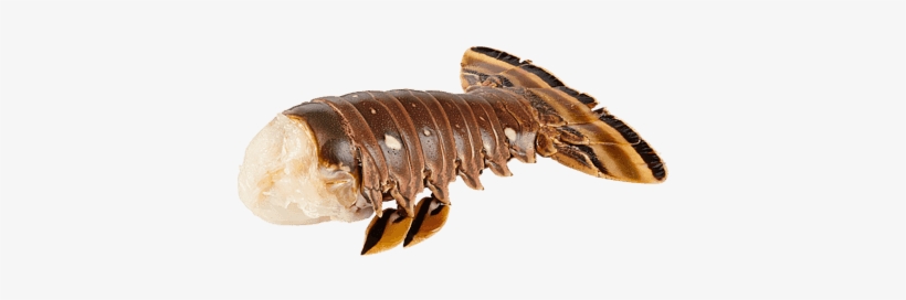 Rock Lobster Tail, 9oz - Millipedes, transparent png #4148210