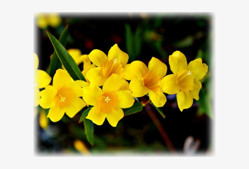 Yellow Jessamine Gelsemium Sempervirens - Herbs And Influenza: How Herbs Used, transparent png #4148234