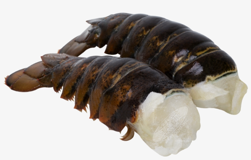 Lobster Tails Homarus Americanus / Cervimunida Johni - American Lobster, transparent png #4148260