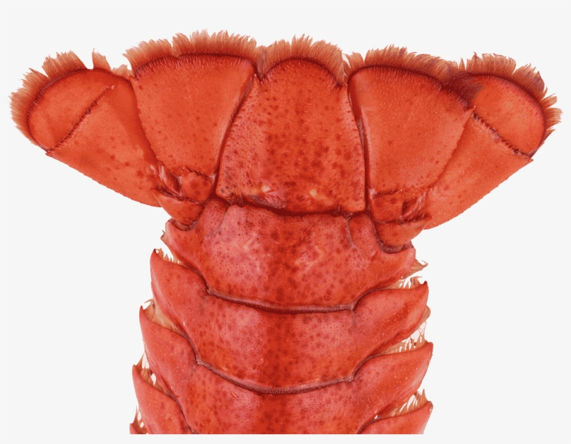 Lobstertail - Seafood Boil, transparent png #4148356