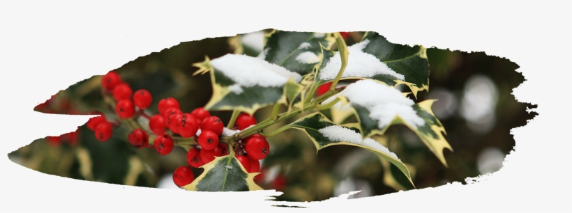 These Berries Were Used By Native Americans For Medicinal - Silver Buffaloberry, transparent png #4148493