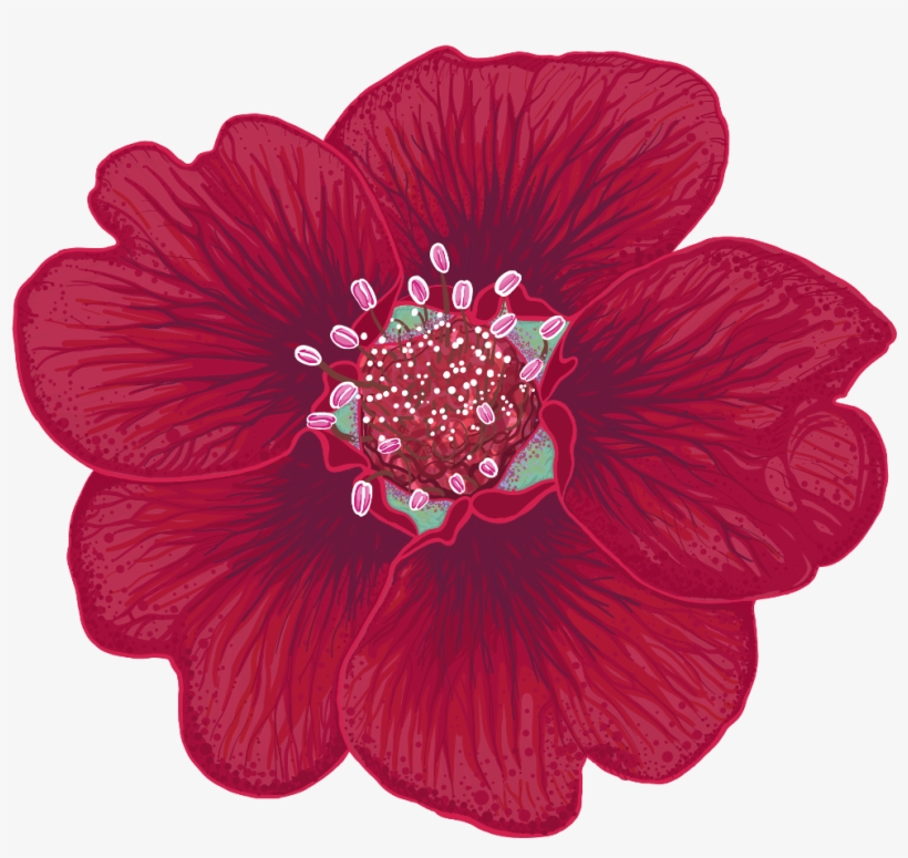 Potentilla Thurberi Illustration By Chloe Mydlowski - Potentilla Thurberi, transparent png #4148723