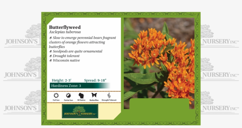 Asclepias Tuberosa Butterflyweed Pop - Strutters Ball Daylily, transparent png #4148769