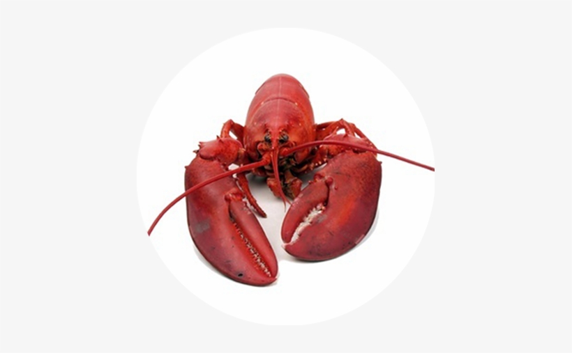 Welcome To Fresh Catch, transparent png #4148988