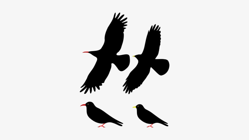 Natural Threats - Red Billed Chough Ppt, transparent png #4149393