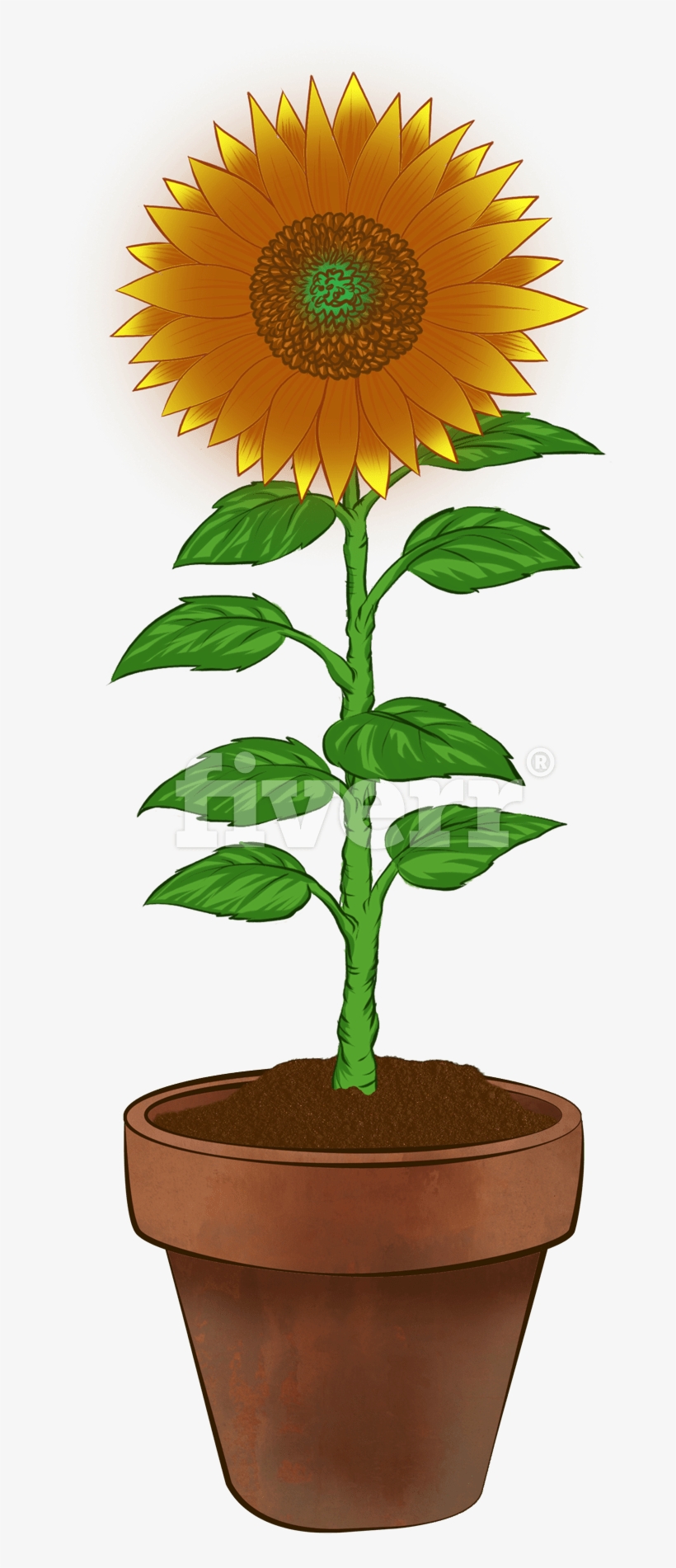 Sunflower, transparent png #4150211