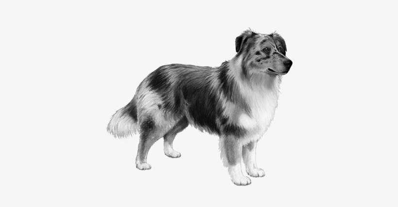 Australian Shepherd - B&w - Rough Collie, transparent png #4150305
