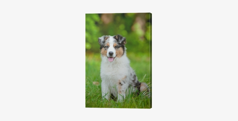 Australian Shepherd, transparent png #4150528