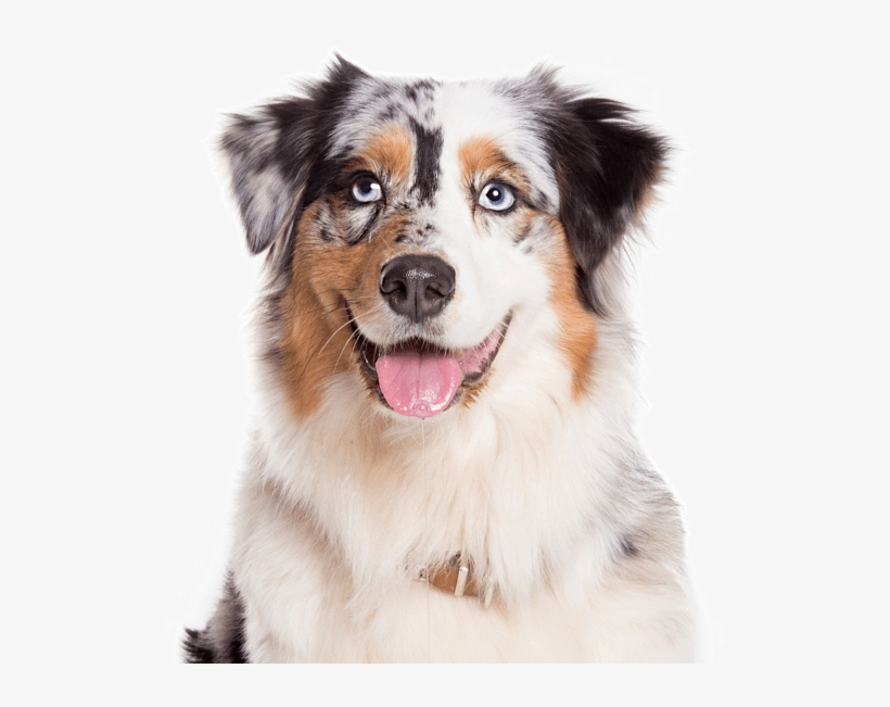 Australian Shepherd - Australian Shepherd No Background, transparent png #4150628
